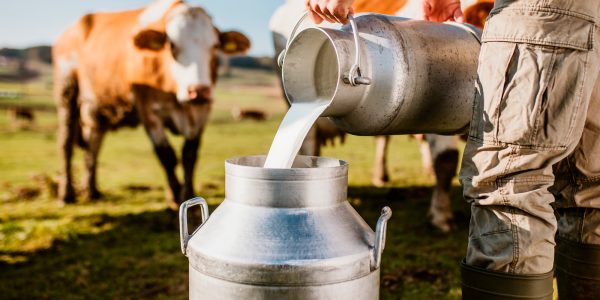 Gmundner Frischdienst Sortiment Partner Landwirt gießt frische Milch von einer Milchkanne in eine andere Milchkanne.